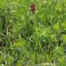 Fotografia 19 da espécie Anacamptis coriophora do Jardim Botânico UTAD