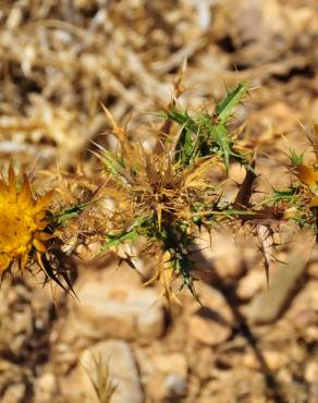 Fotografia 3 da espécie Carlina hispanica no Jardim Botânico UTAD