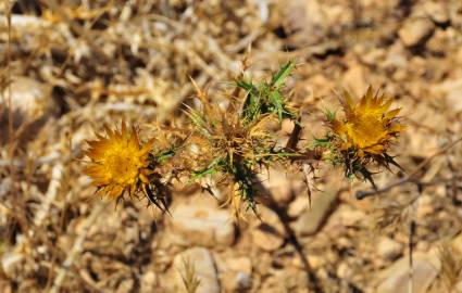 Fotografia da espécie Carlina hispanica