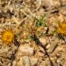 Fotografia 3 da espécie Carlina hispanica do Jardim Botânico UTAD