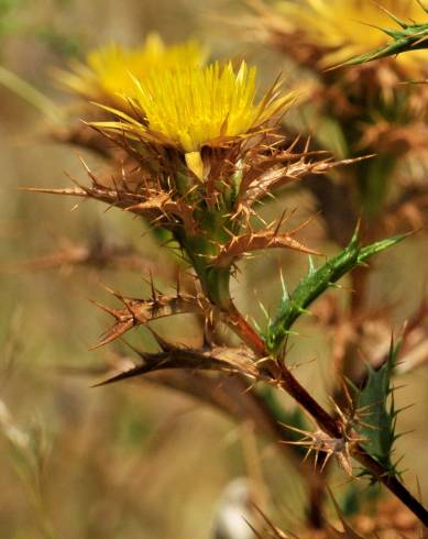 Fotografia de capa Carlina hispanica - do Jardim Botânico