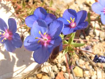 Fotografia da espécie Anagallis monelli