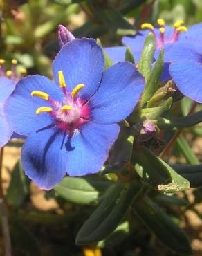 Fotografia 1 da espécie Anagallis monelli no Jardim Botânico UTAD