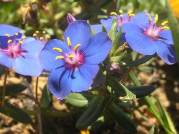 Fotografia da espécie Anagallis monelli