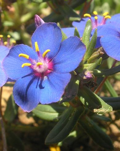 Fotografia de capa Anagallis monelli - do Jardim Botânico