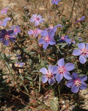 Fotografia 16 da espécie Anagallis monelli no Jardim Botânico UTAD