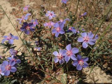 Fotografia da espécie Anagallis monelli