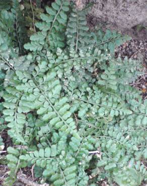 Fotografia 3 da espécie Asplenium obovatum subesp. billotii no Jardim Botânico UTAD