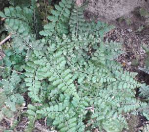 Fotografia da espécie Asplenium obovatum subesp. billotii