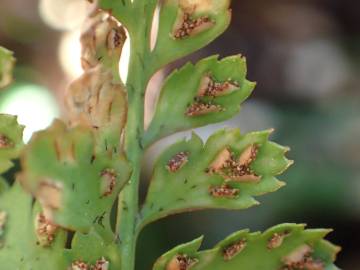 Fotografia da espécie Asplenium obovatum subesp. billotii