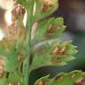 Fotografia 4 da espécie Asplenium obovatum subesp. billotii do Jardim Botânico UTAD