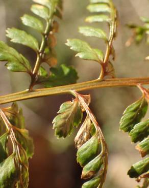 Fotografia 5 da espécie Asplenium obovatum subesp. billotii no Jardim Botânico UTAD