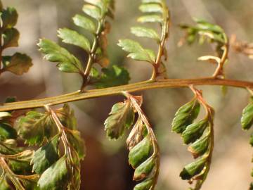 Fotografia da espécie Asplenium obovatum subesp. billotii