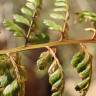 Fotografia 5 da espécie Asplenium obovatum subesp. billotii do Jardim Botânico UTAD