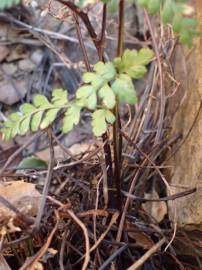 Fotografia da espécie Asplenium obovatum subesp. billotii