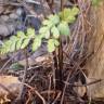 Fotografia 6 da espécie Asplenium obovatum subesp. billotii do Jardim Botânico UTAD