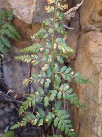 Fotografia da espécie Asplenium obovatum subesp. billotii