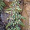 Fotografia 8 da espécie Asplenium obovatum subesp. billotii do Jardim Botânico UTAD