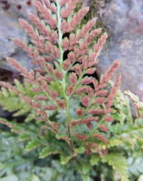 Fotografia 9 da espécie Asplenium obovatum subesp. billotii no Jardim Botânico UTAD