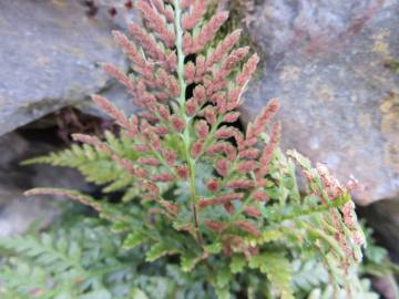 Fotografia da espécie Asplenium obovatum subesp. billotii