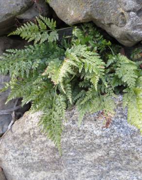 Fotografia 10 da espécie Asplenium obovatum subesp. billotii no Jardim Botânico UTAD