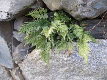 Fotografia da espécie Asplenium obovatum subesp. billotii