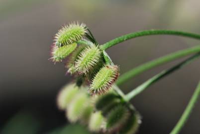 Fotografia da espécie Torilis arvensis subesp. elongata