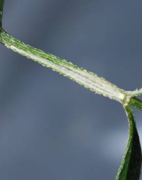 Fotografia 3 da espécie Torilis arvensis subesp. elongata no Jardim Botânico UTAD