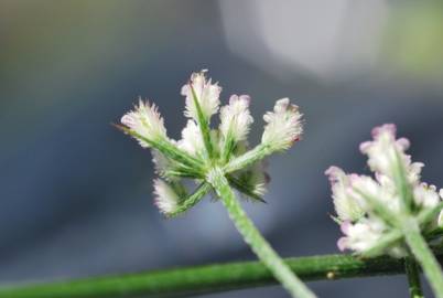 Fotografia da espécie Torilis arvensis subesp. elongata