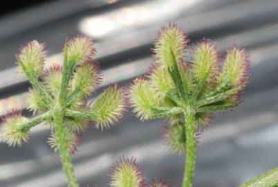 Fotografia da espécie Torilis arvensis subesp. elongata