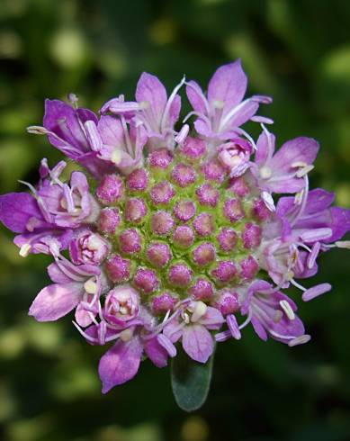 Fotografia de capa Lomelosia cretica - do Jardim Botânico