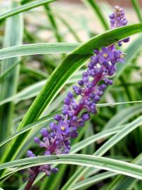 Fotografia da espécie Liriope muscari