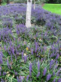 Fotografia da espécie Liriope muscari