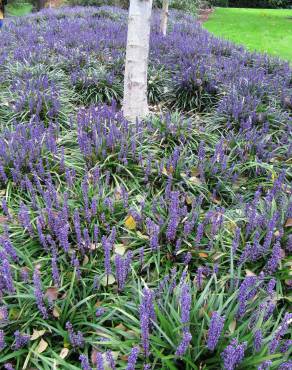 Fotografia 3 da espécie Liriope muscari no Jardim Botânico UTAD