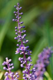 Fotografia da espécie Liriope muscari