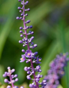 Fotografia 4 da espécie Liriope muscari no Jardim Botânico UTAD