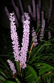 Fotografia da espécie Liriope muscari