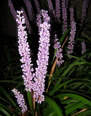 Fotografia 5 da espécie Liriope muscari no Jardim Botânico UTAD