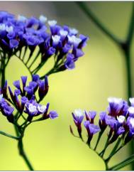 Limonium perezii