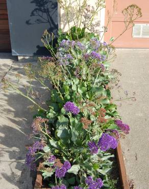 Fotografia 1 da espécie Limonium perezii no Jardim Botânico UTAD