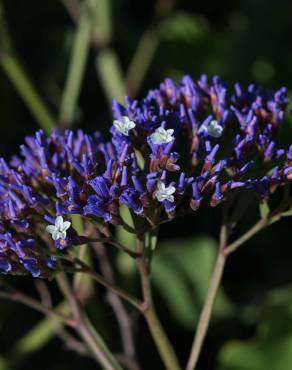 Fotografia 3 da espécie Limonium perezii no Jardim Botânico UTAD