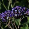 Fotografia 3 da espécie Limonium perezii do Jardim Botânico UTAD