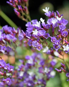 Fotografia 4 da espécie Limonium perezii no Jardim Botânico UTAD