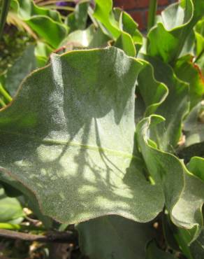 Fotografia 6 da espécie Limonium perezii no Jardim Botânico UTAD