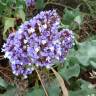 Fotografia 7 da espécie Limonium perezii do Jardim Botânico UTAD