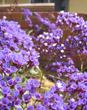 Fotografia 8 da espécie Limonium perezii no Jardim Botânico UTAD