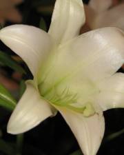 Fotografia da espécie Lilium longiflorum