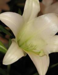 Lilium longiflorum