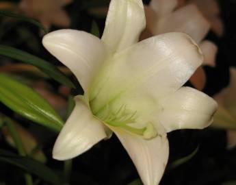 Fotografia da espécie Lilium longiflorum