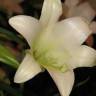 Fotografia 1 da espécie Lilium longiflorum do Jardim Botânico UTAD